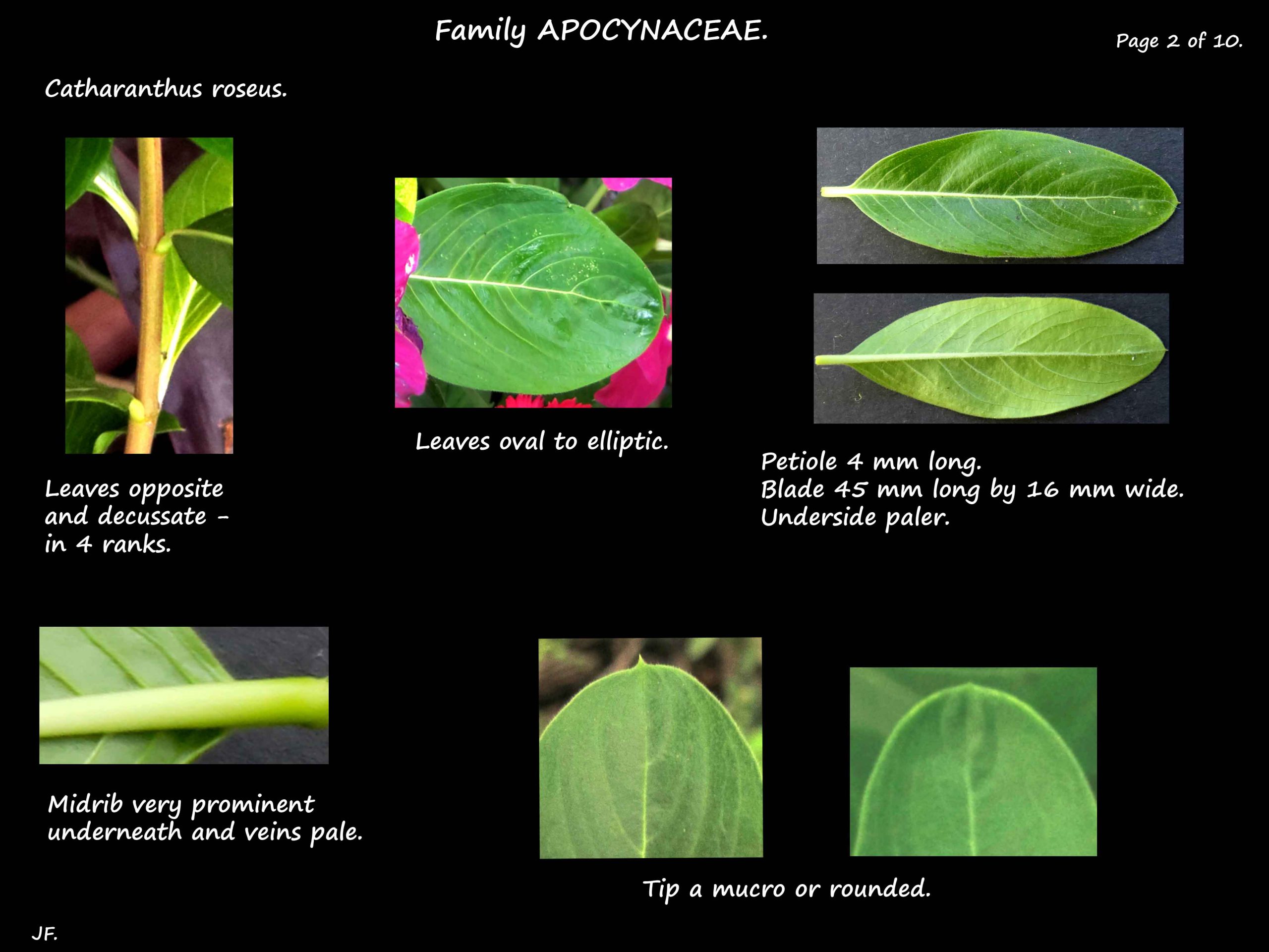 2 Catharanthus leaves